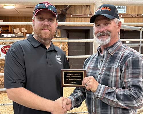 Top Selling Open Heifer