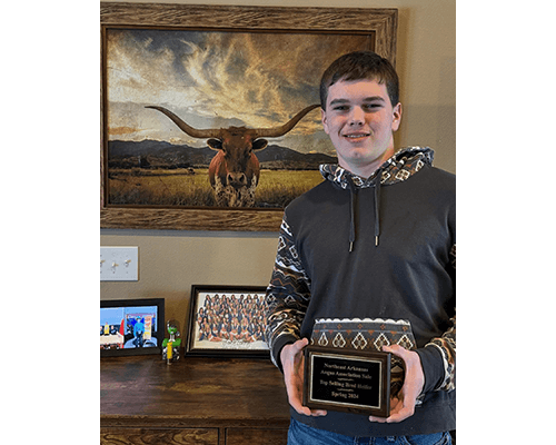 Top Selling Bred Cow