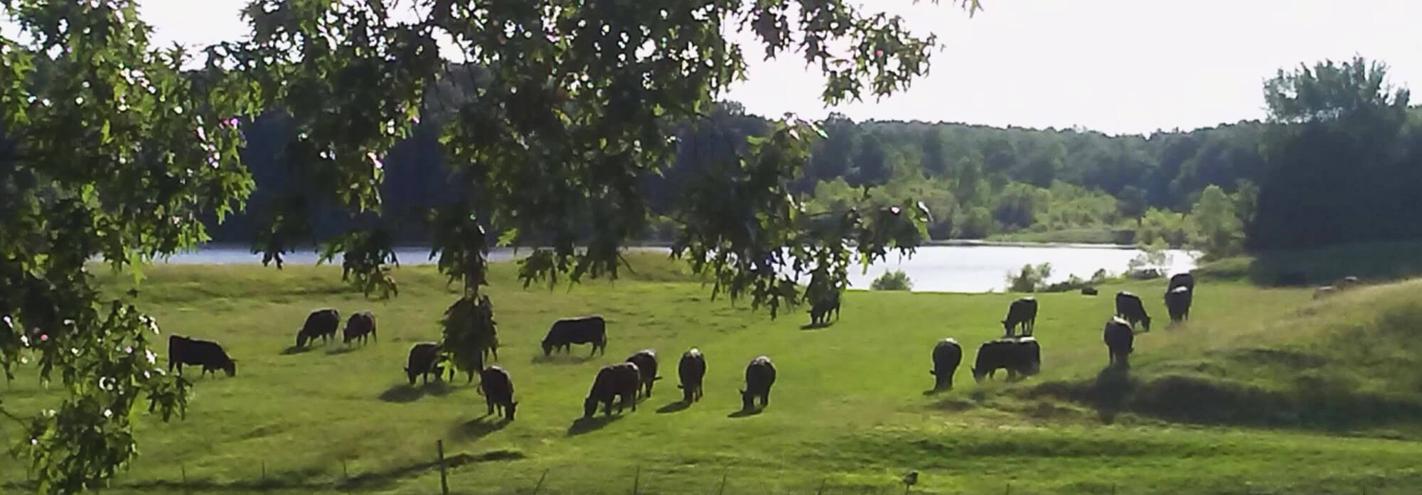 Cows grazing in a pasture