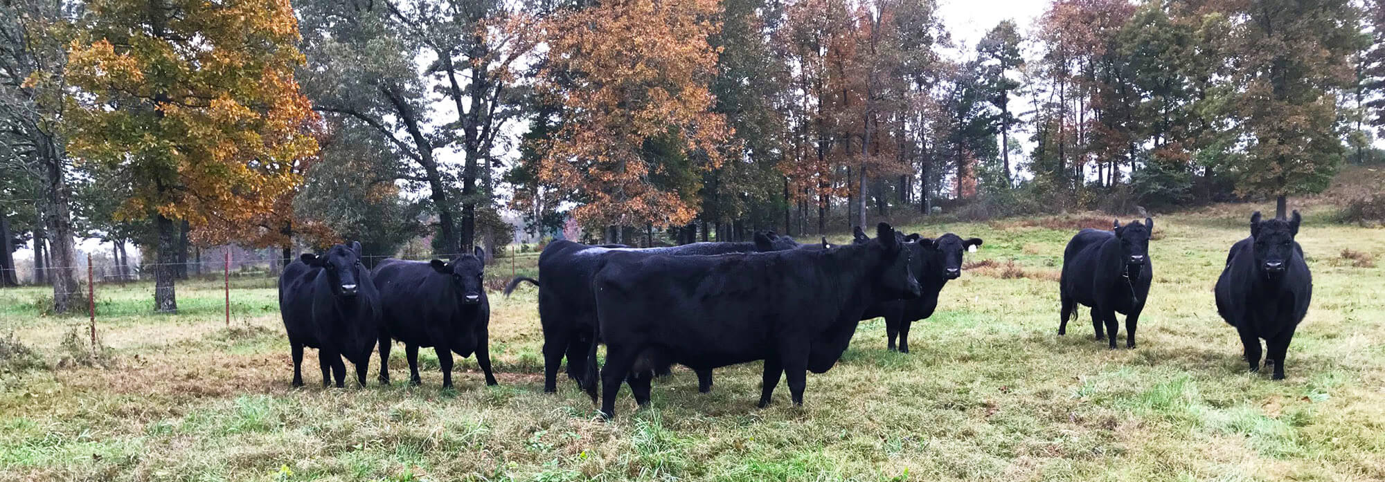 Cows grazing in a pasture