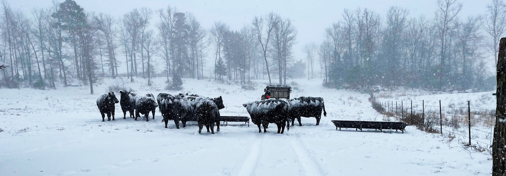 Cows grazing in a pasture