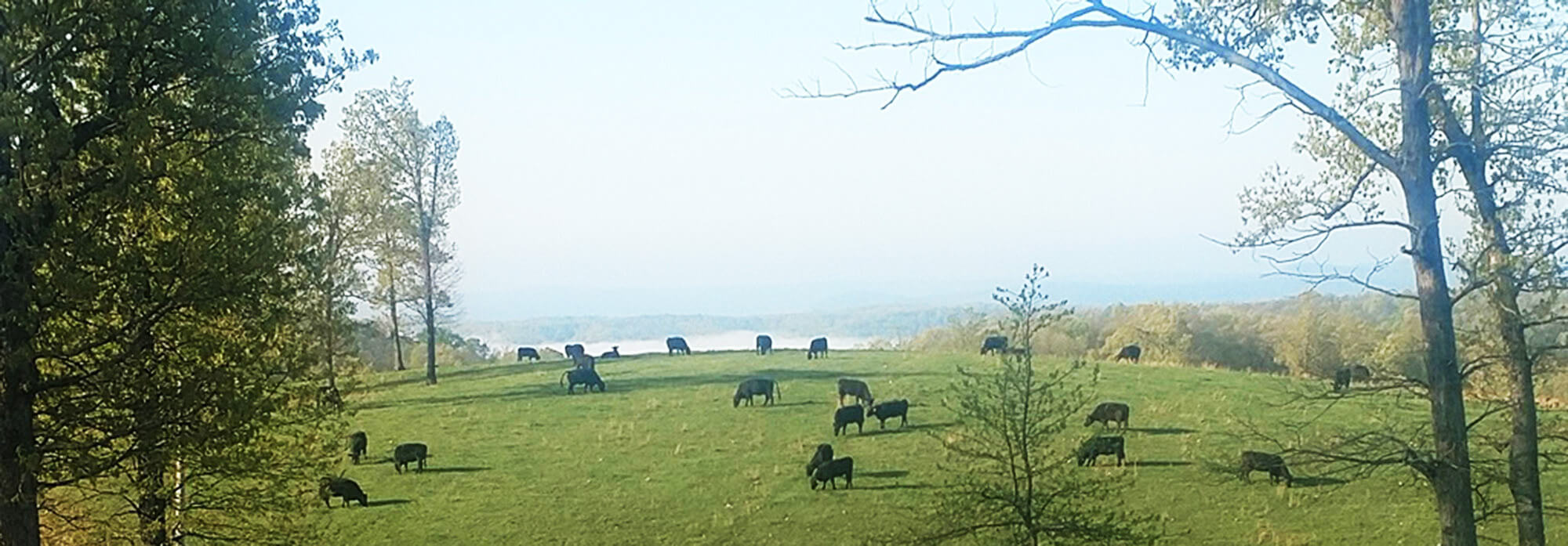 Cows grazing in a pasture