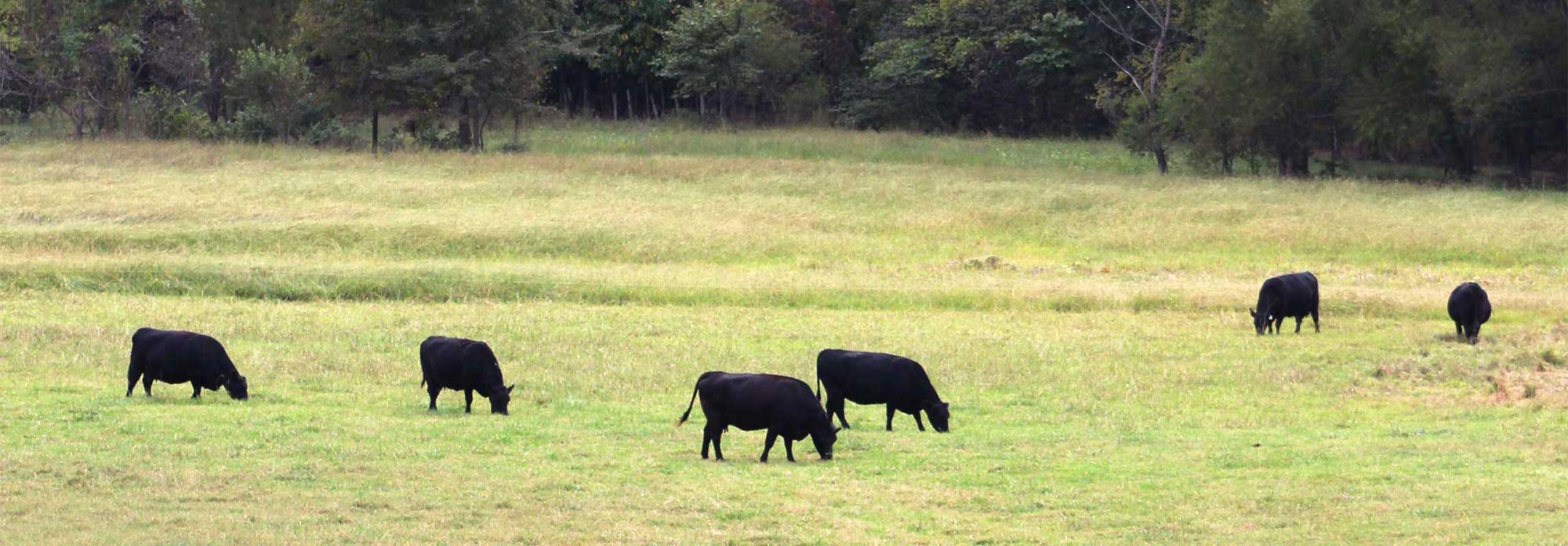 Cows grazing in a pasture